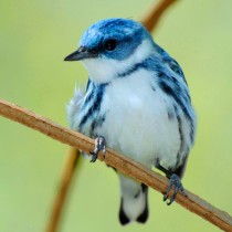 New River Birding & Nature Festival