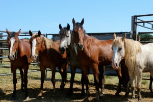 Mustangs at an adoption event