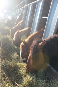 Wild horses at the holding facility in IL